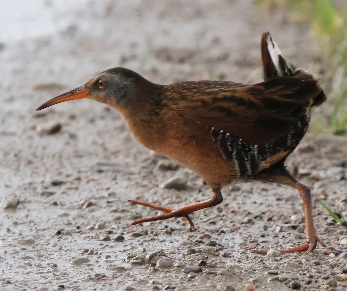 Virginia Rail - Charlotte Byers