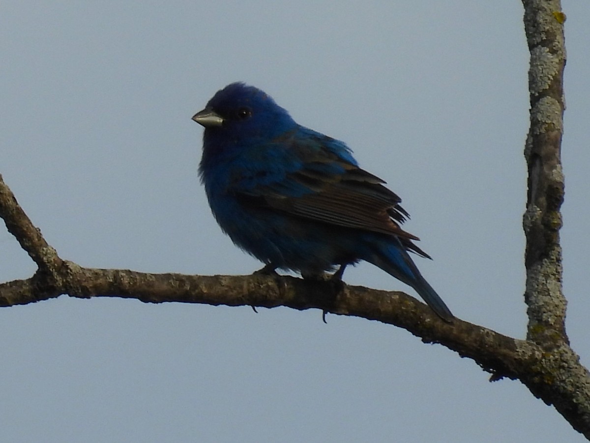 Indigo Bunting - Sarah Coffey