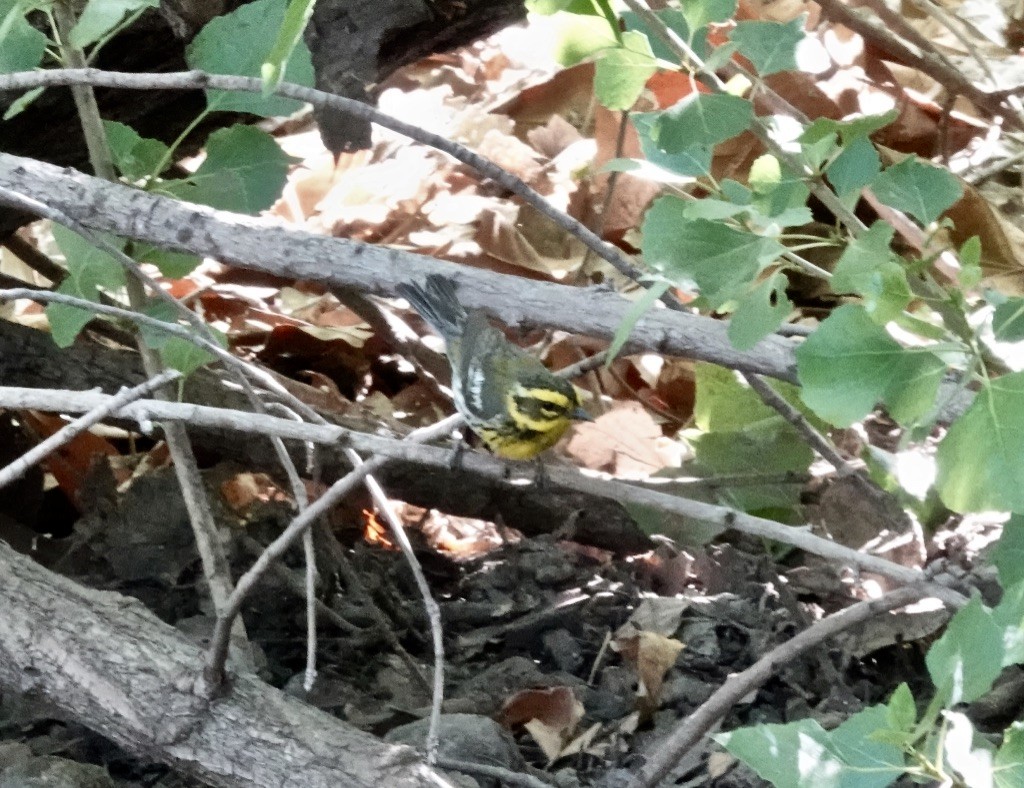 Townsend's Warbler - Rick Taylor