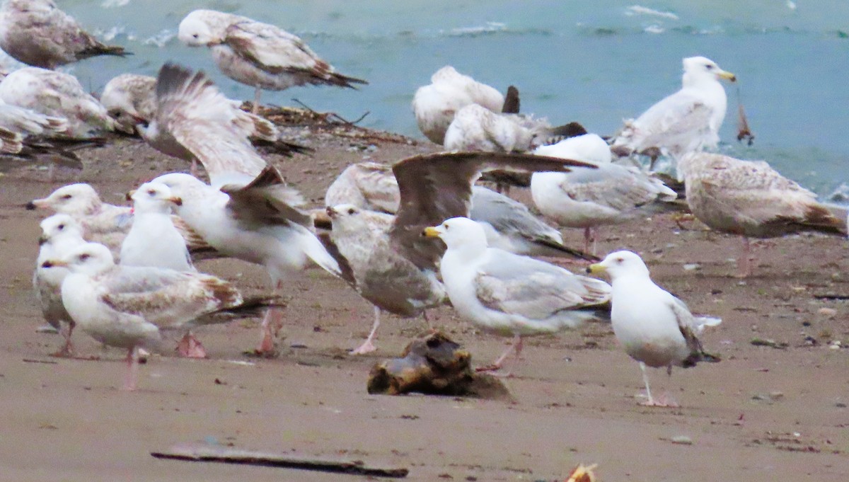 Herring Gull (American) - Alfred Scott