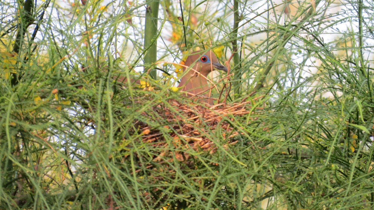 Mourning Dove - Pat Heirs