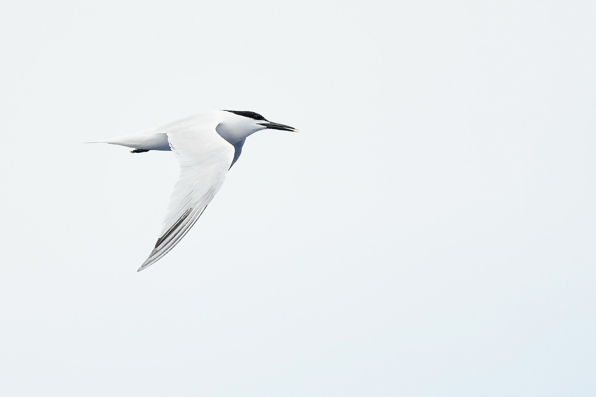 Sandwich Tern - Kate Sutherland