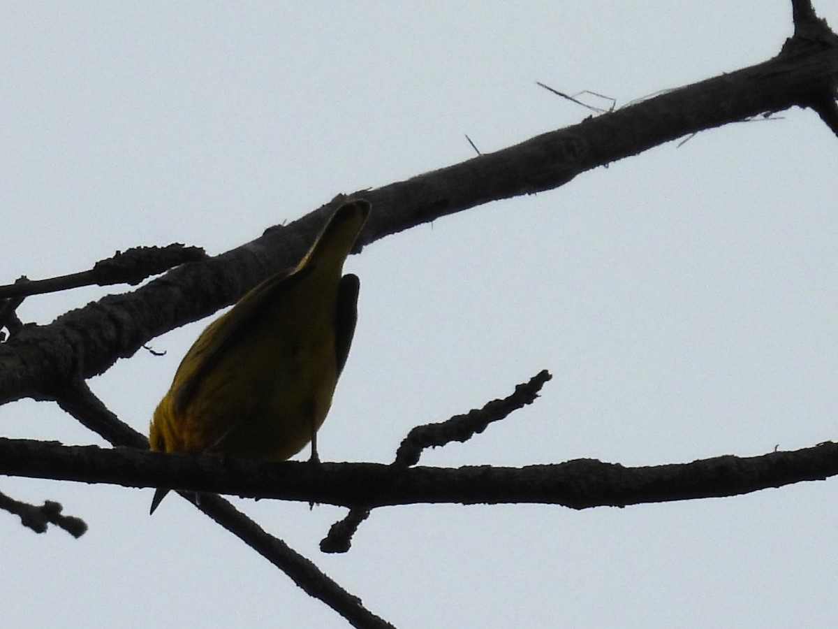 Yellow Warbler - Sarah Coffey