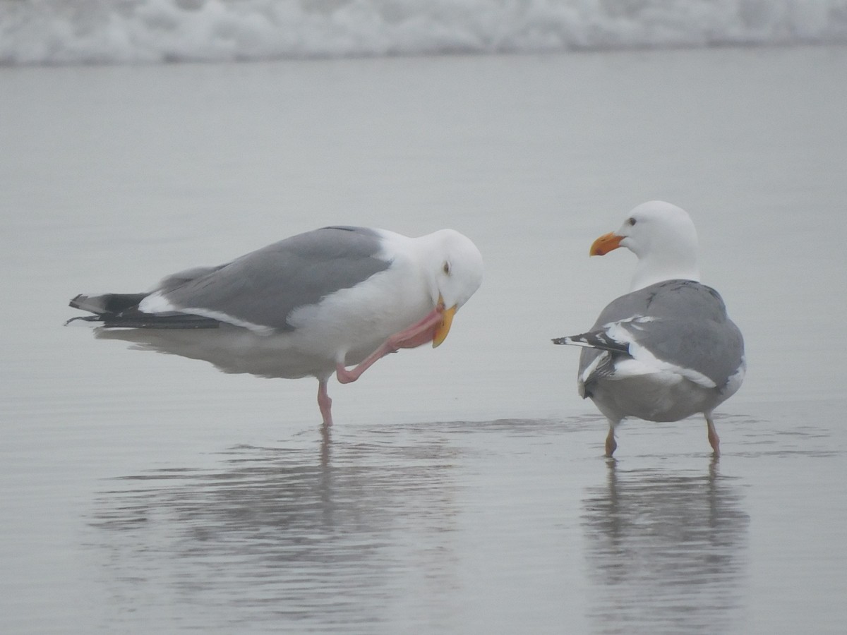 Western Gull - Olivia Fisher