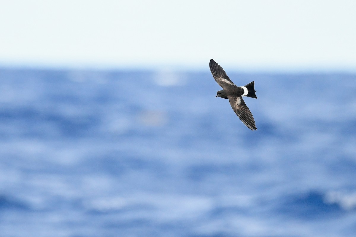 Wilson's Storm-Petrel - Kate Sutherland