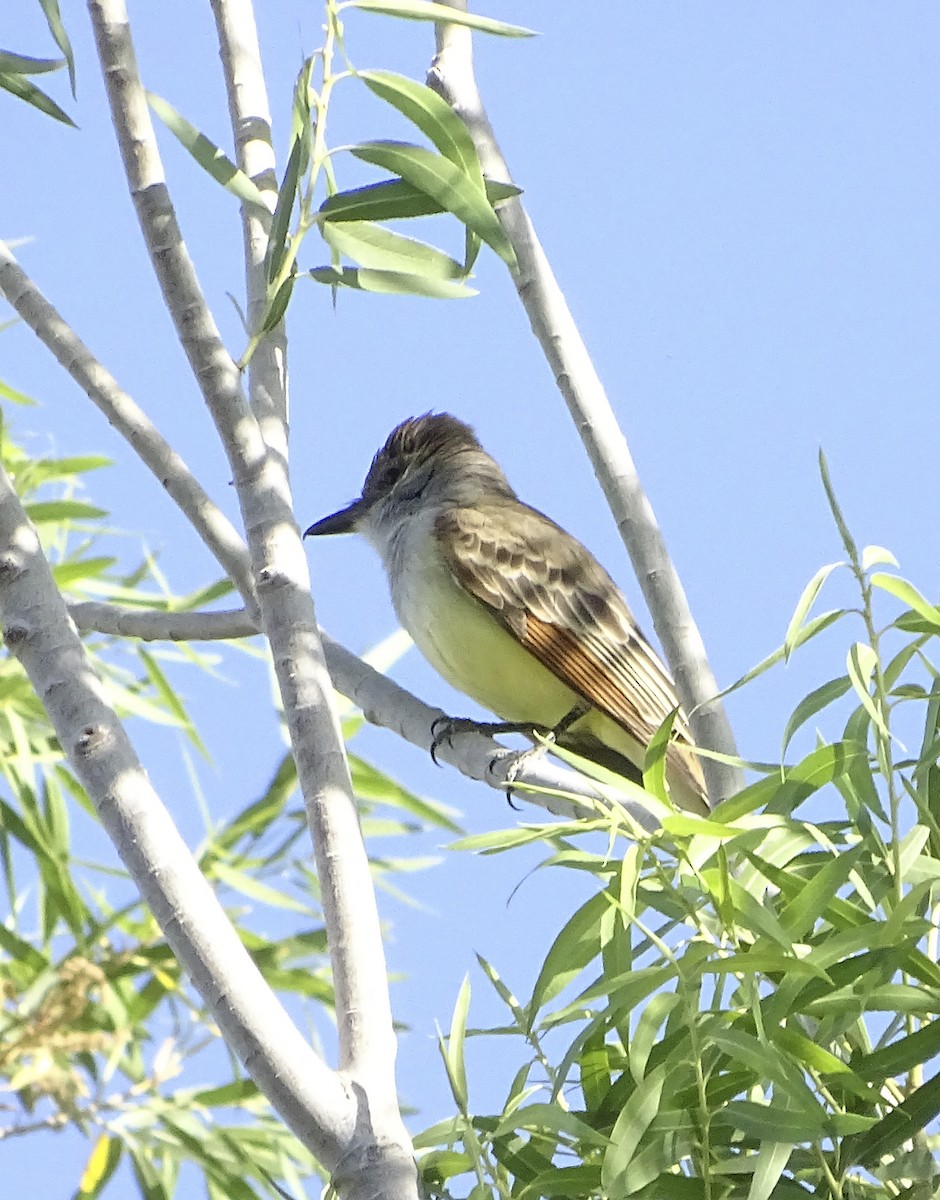 Brown-crested Flycatcher - Nancy Overholtz