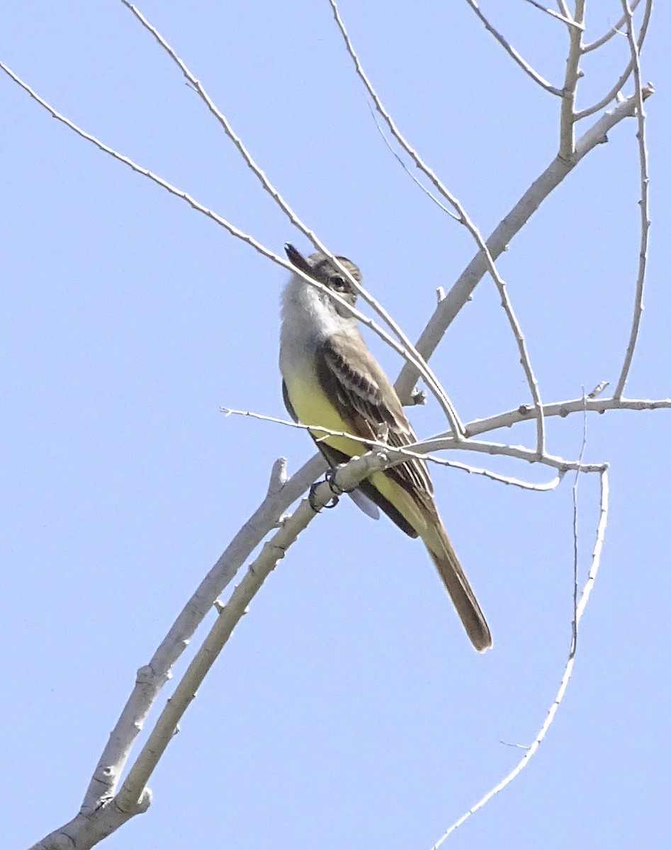 Brown-crested Flycatcher - Nancy Overholtz