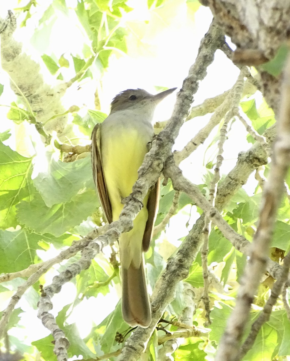 Brown-crested Flycatcher - Nancy Overholtz