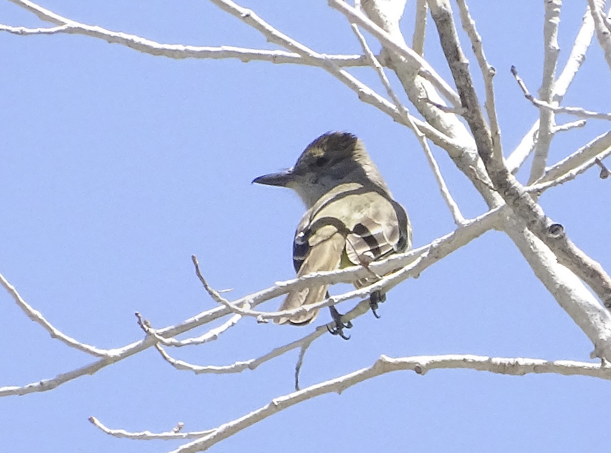 Brown-crested Flycatcher - Nancy Overholtz