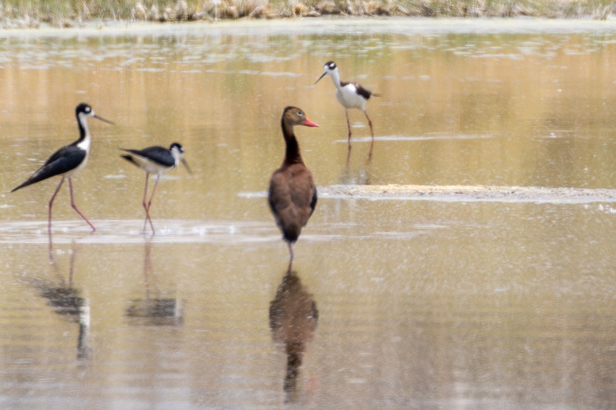 Black-bellied Whistling-Duck - ML619547158