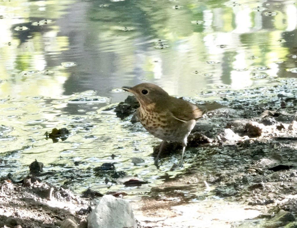 Swainson's Thrush (Russet-backed) - Rick Taylor