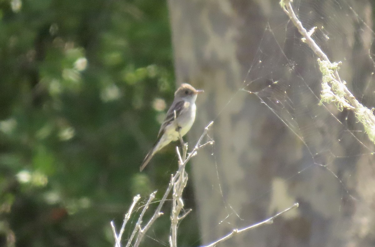 Ash-throated Flycatcher - Petra Clayton