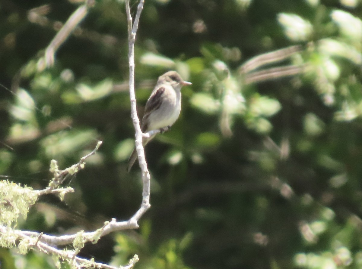 Ash-throated Flycatcher - Petra Clayton