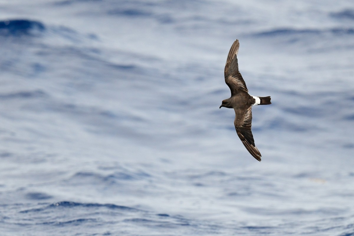 Band-rumped Storm-Petrel (Grant's) - Kate Sutherland