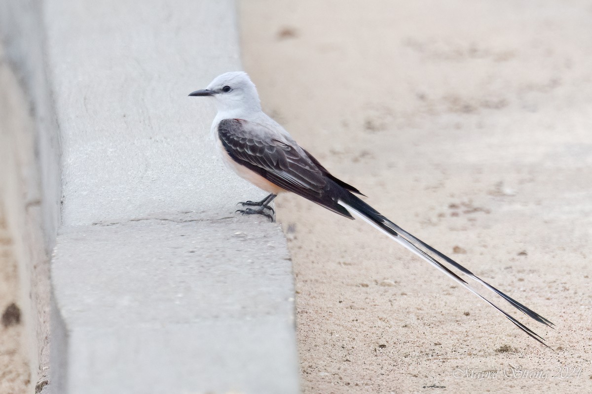 Scissor-tailed Flycatcher - Mayve Strong