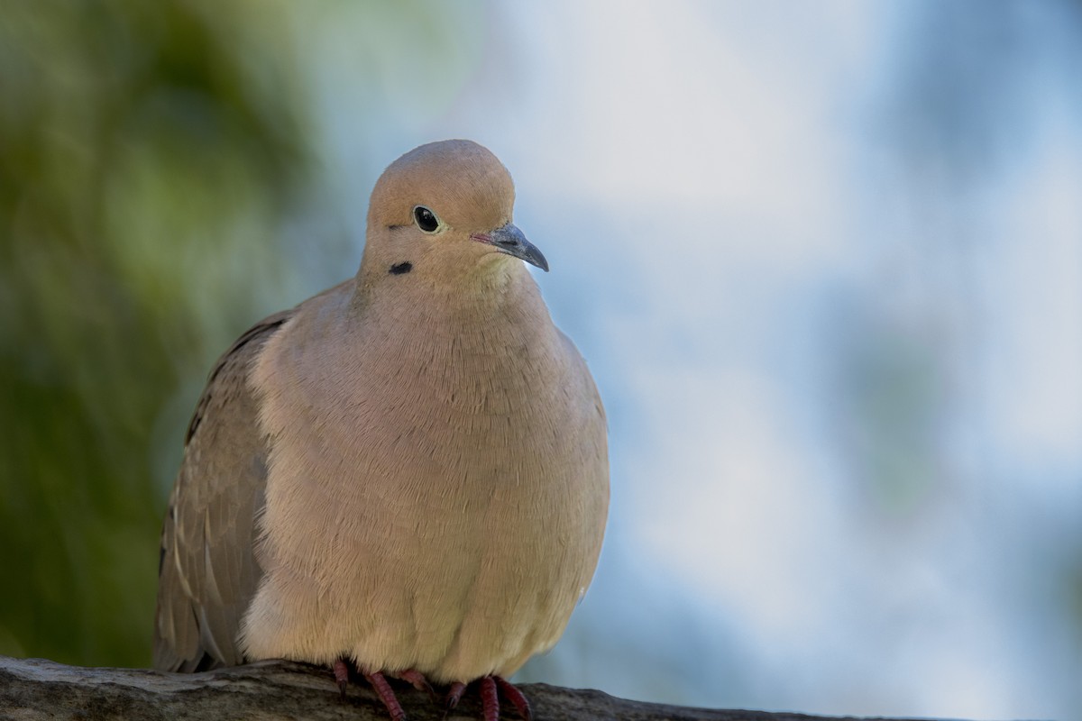 Mourning Dove - Ric mcarthur