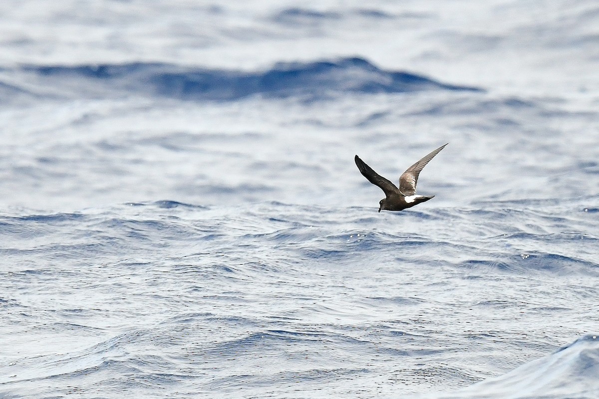 Band-rumped Storm-Petrel - Kate Sutherland