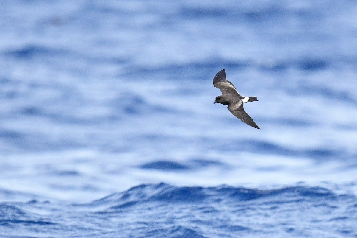 Band-rumped Storm-Petrel - Kate Sutherland