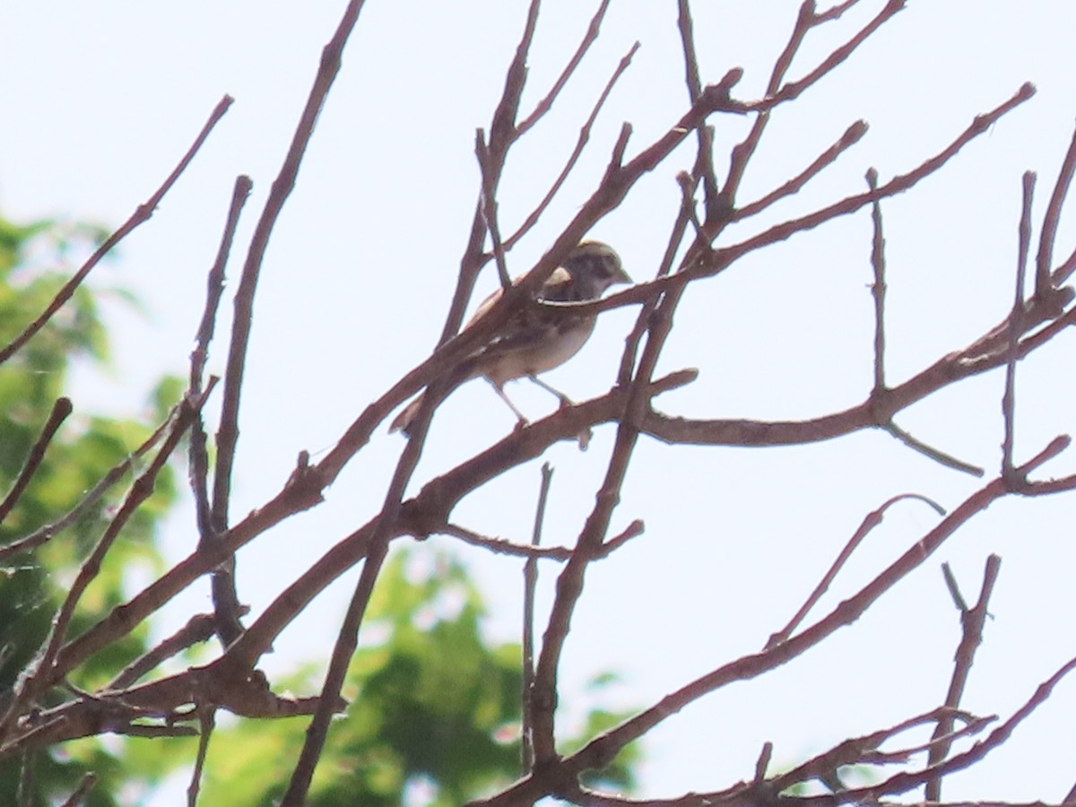 Lark Sparrow - Dick Zerger