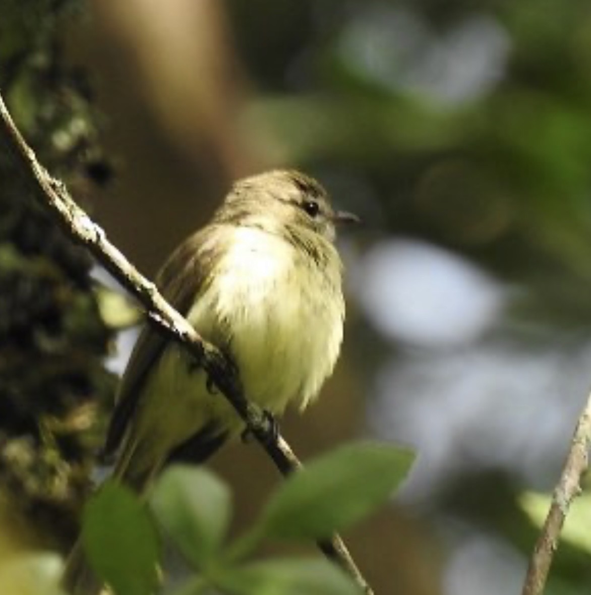 Greenish Elaenia - Leonardo Bordin