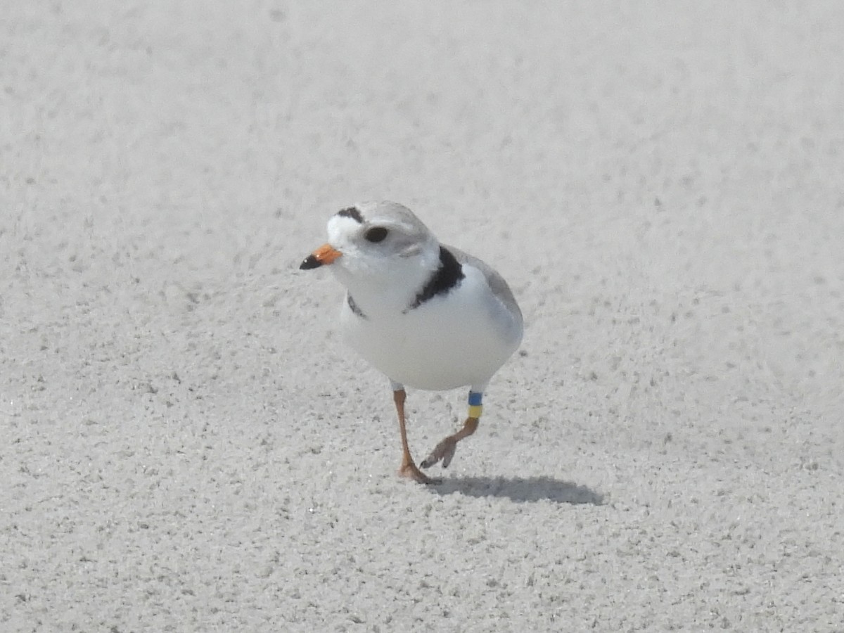 Piping Plover - Cindy Leffelman