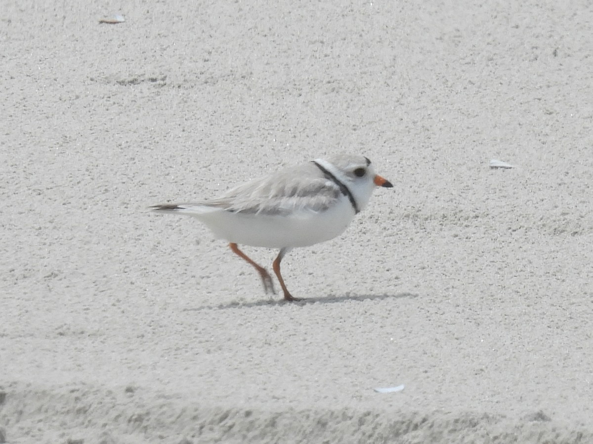 Piping Plover - Cindy Leffelman