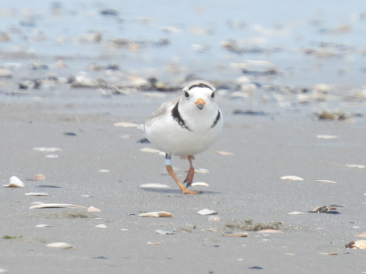 Piping Plover - Cindy Leffelman