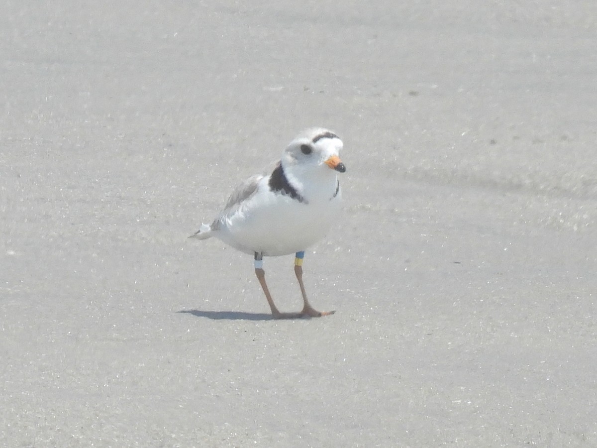 Piping Plover - Cindy Leffelman