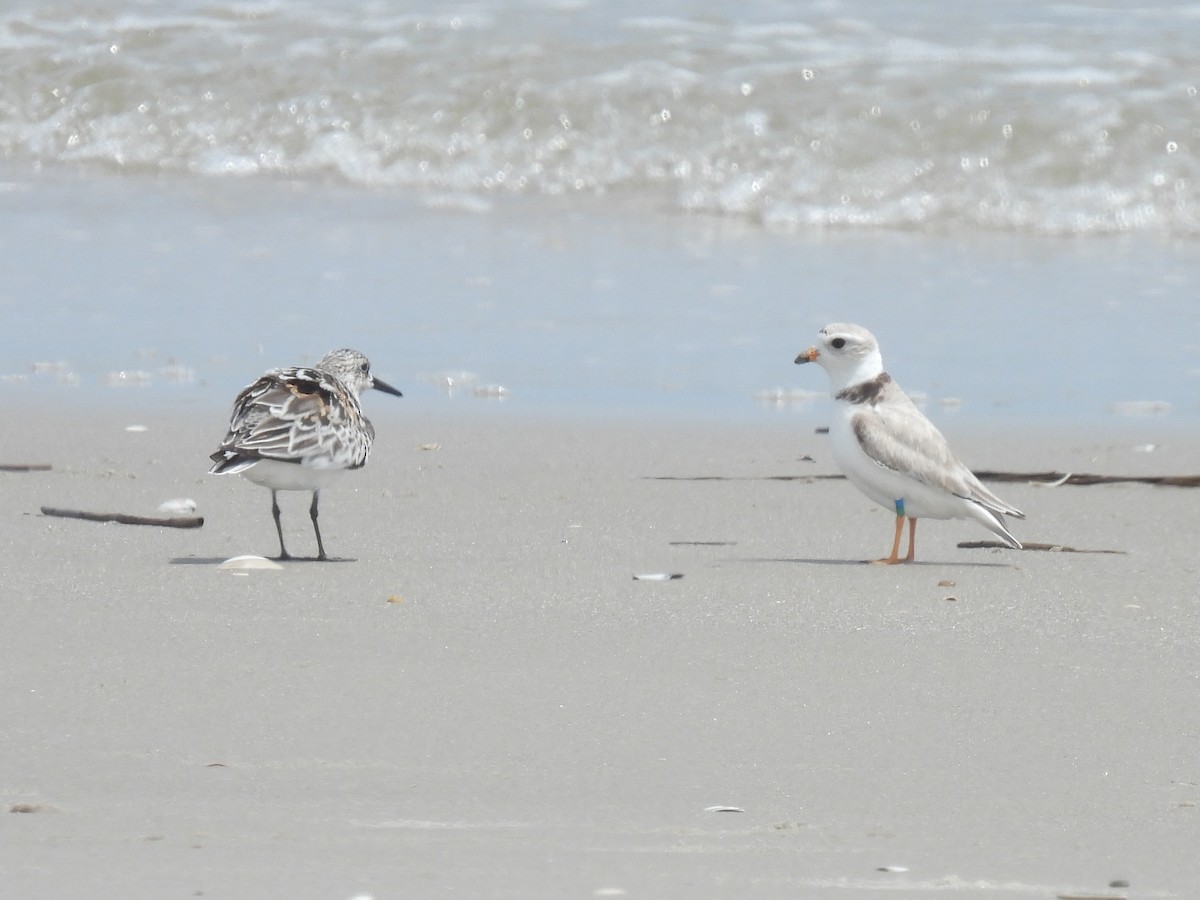 Piping Plover - Cindy Leffelman