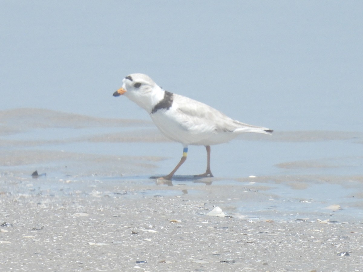 Piping Plover - Cindy Leffelman