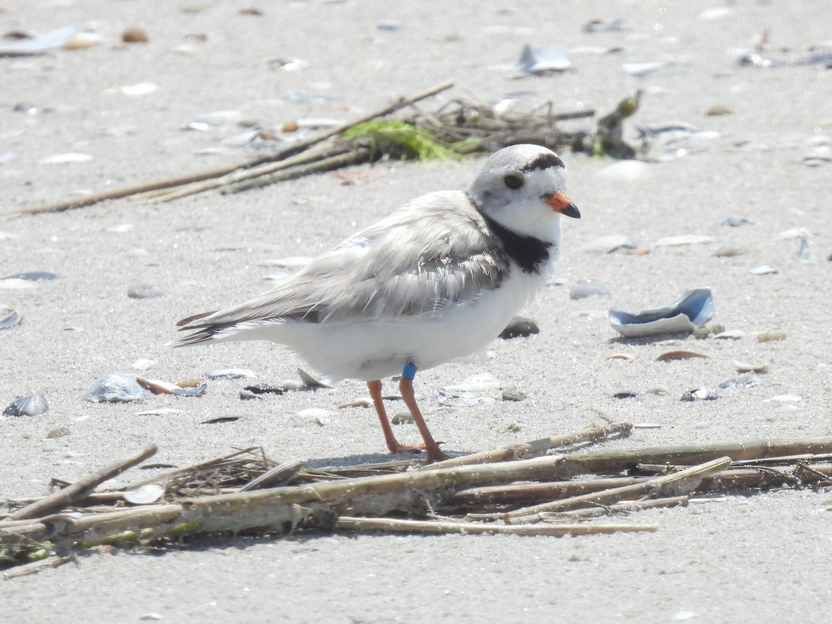 Piping Plover - Cindy Leffelman