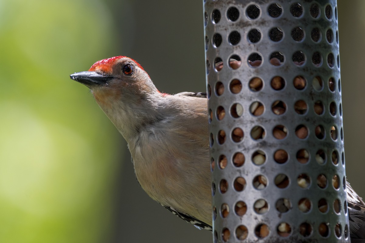 Red-bellied Woodpecker - Ric mcarthur