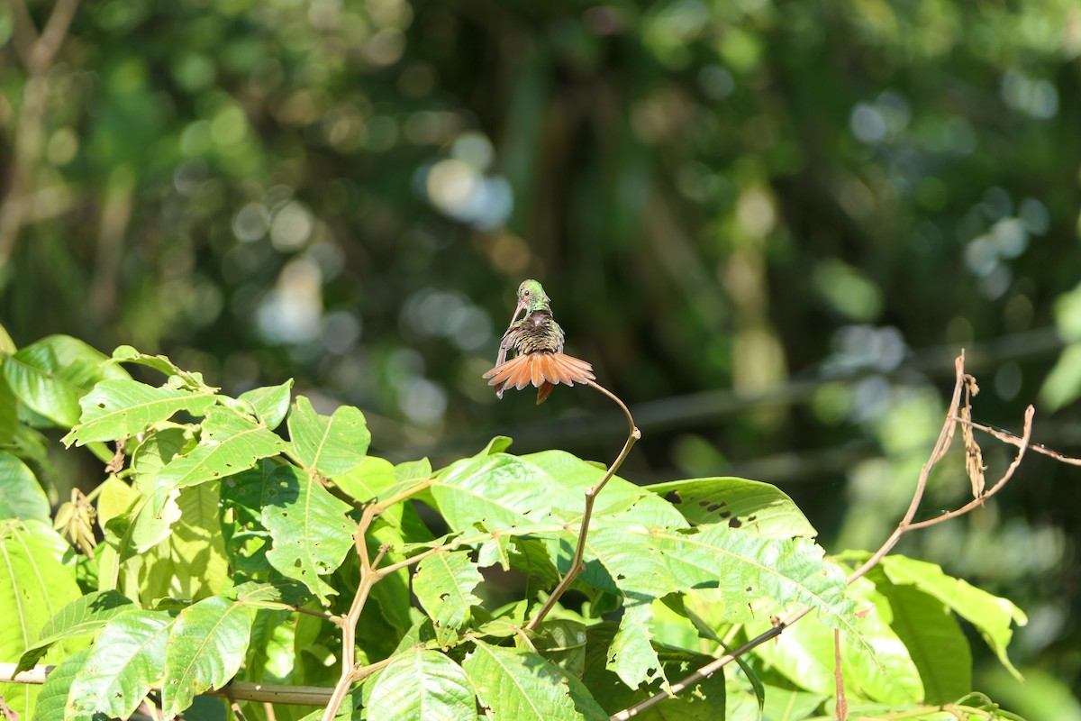 Rufous-tailed Hummingbird - Terra Conservation Reserve