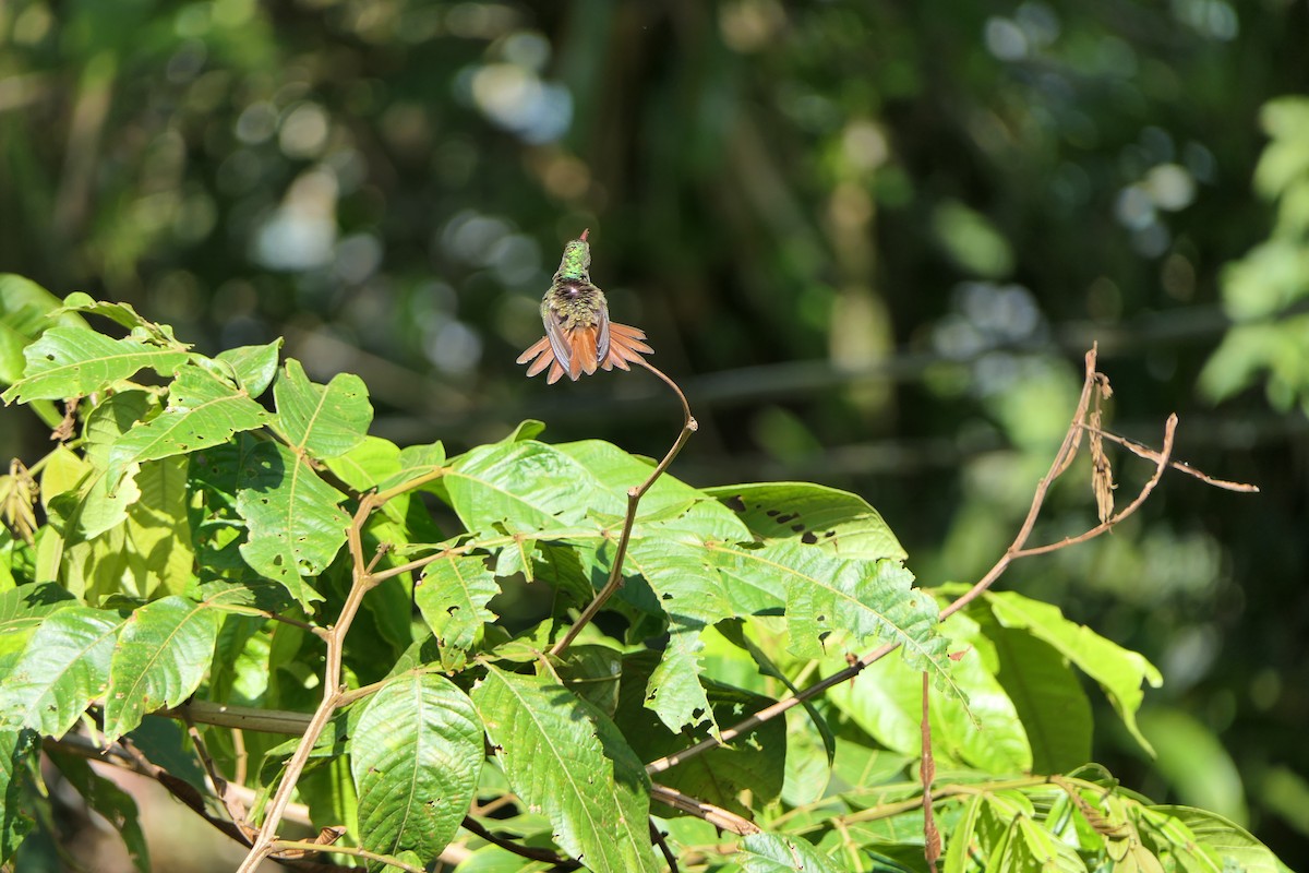 Rufous-tailed Hummingbird - Terra Conservation Reserve
