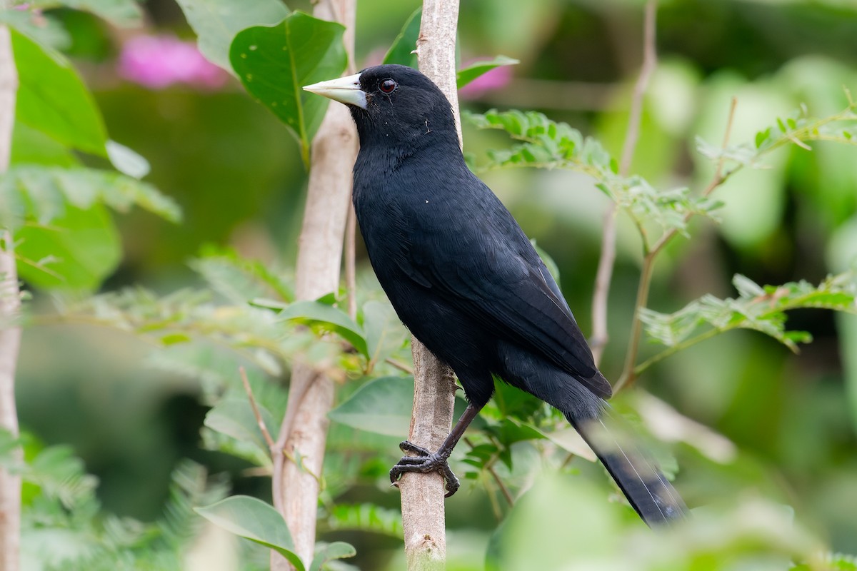 Solitary Black Cacique - ML619547235