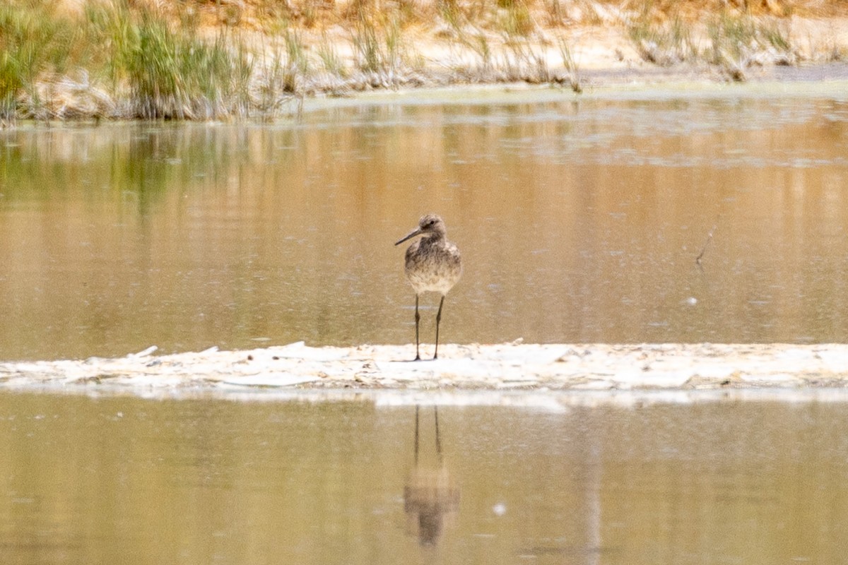 Chevalier semipalmé (inornata) - ML619547249