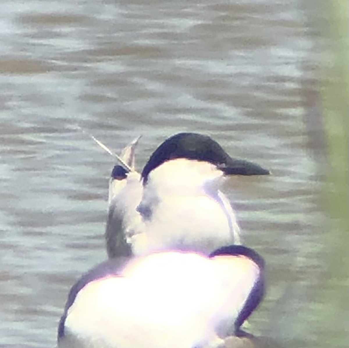 Gull-billed Tern - KZ F