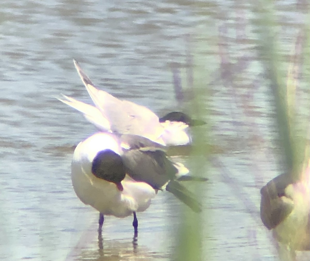 Gull-billed Tern - KZ F