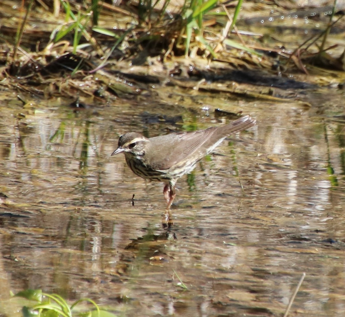 Northern Waterthrush - JoAnne Puckett