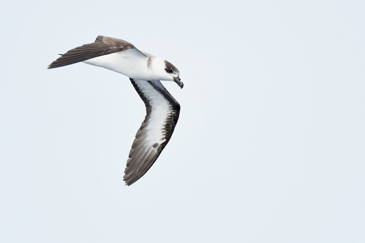 Black-capped Petrel (White-faced) - Kate Sutherland