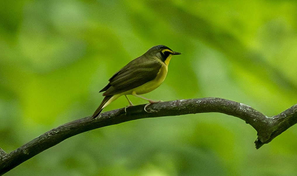 Kentucky Warbler - John Longhenry