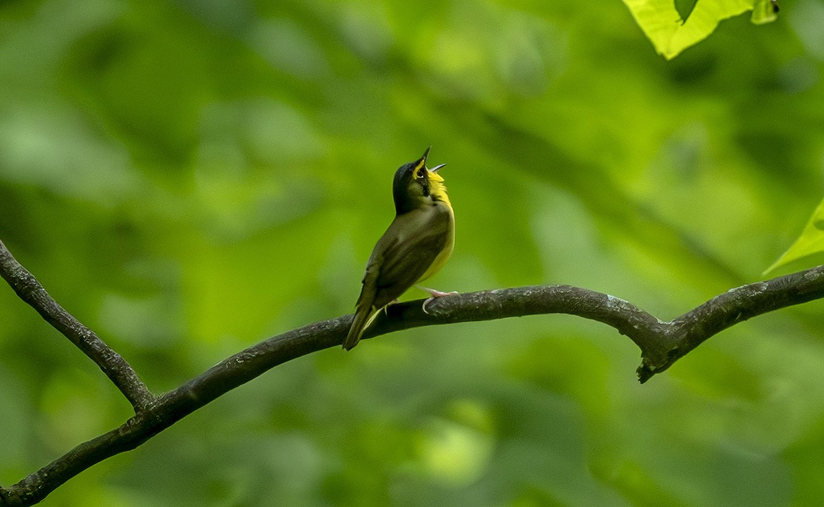 Kentucky Warbler - John Longhenry