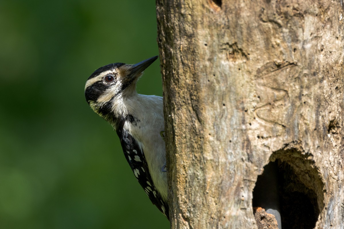 Hairy Woodpecker - Ric mcarthur