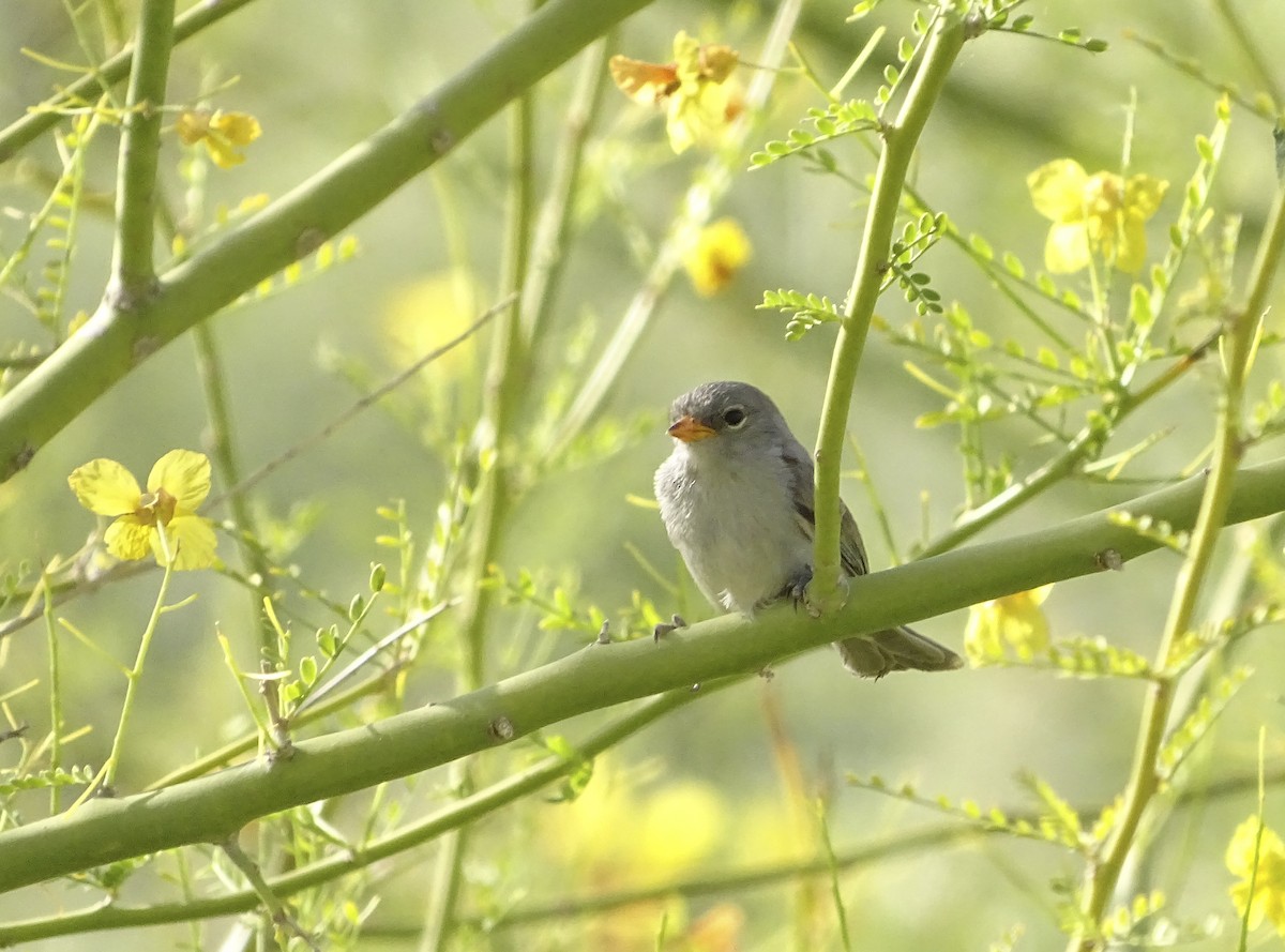 Verdin - Nancy Overholtz