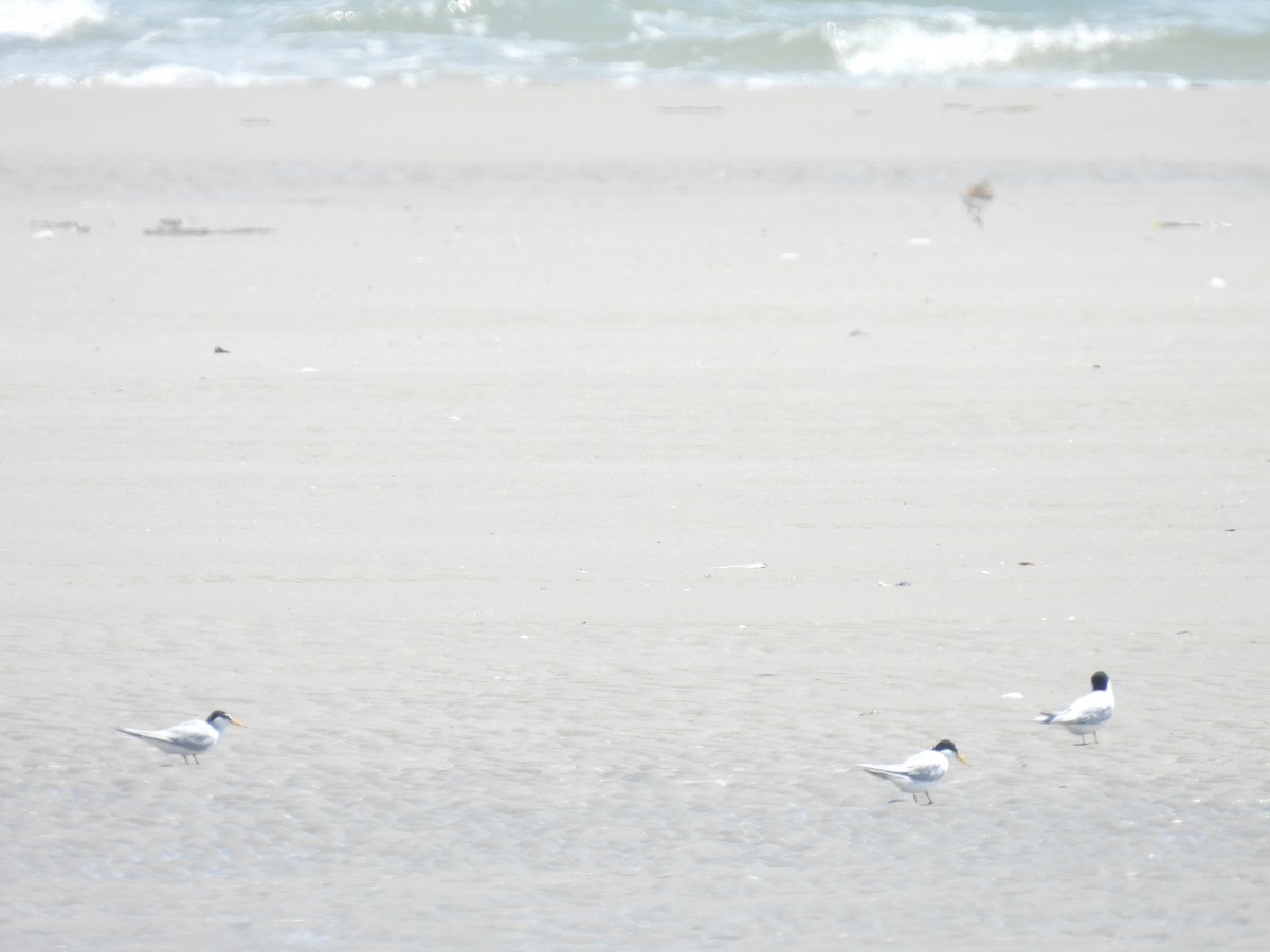 Least Tern - ML619547281