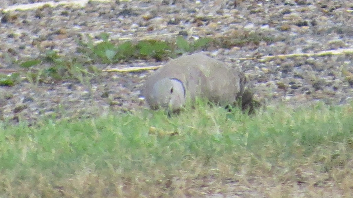 Eurasian Collared-Dove - Pat Heirs