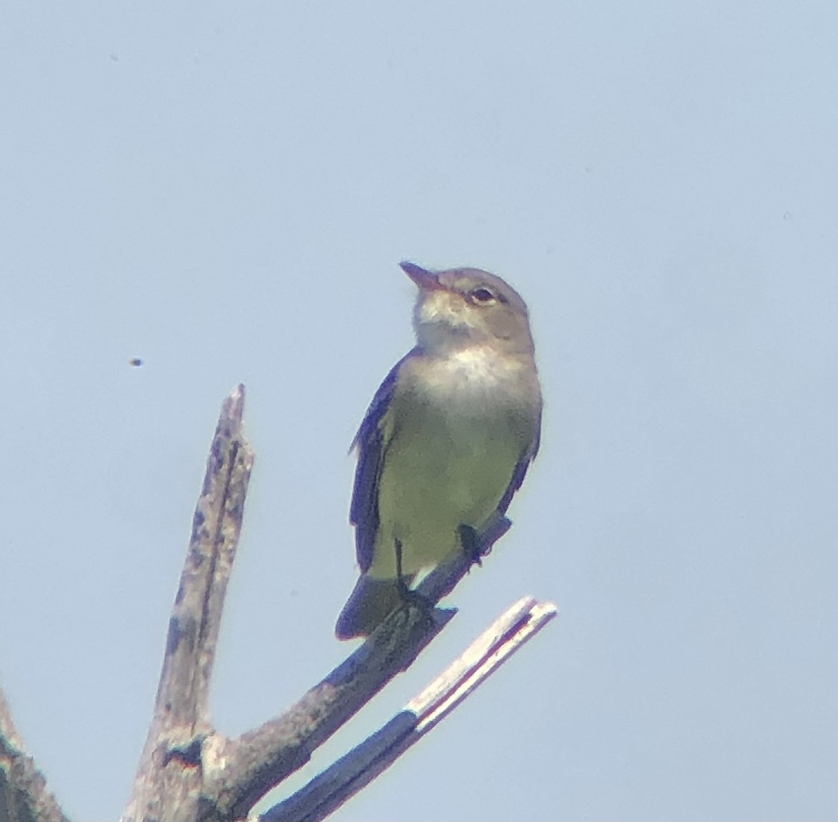 Willow Flycatcher - KZ F