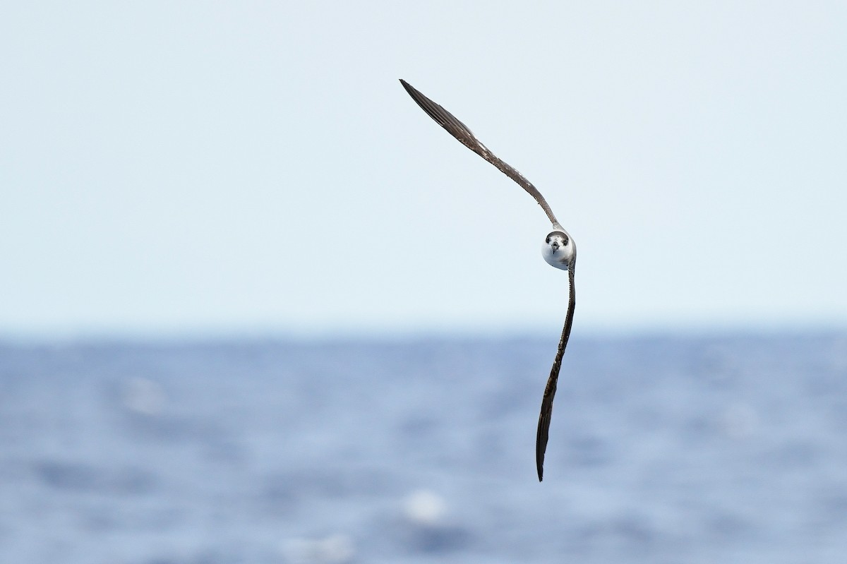 Black-capped Petrel - Kate Sutherland