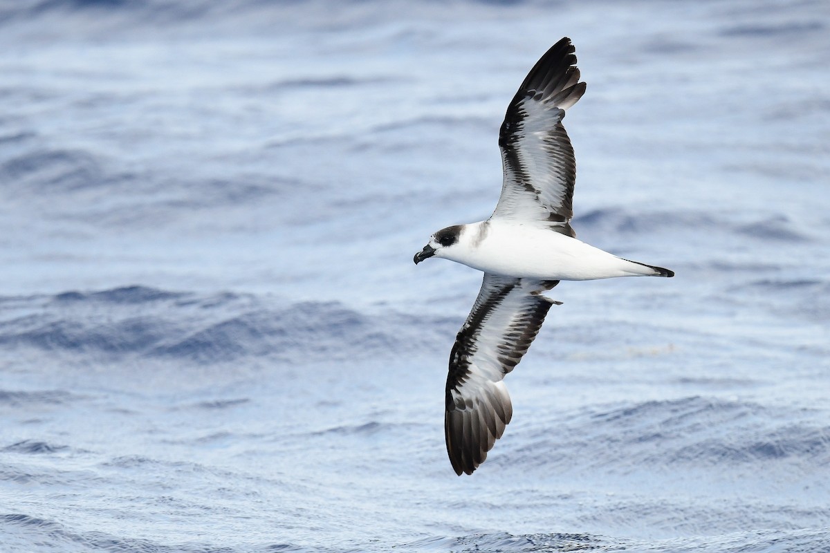 Black-capped Petrel - Kate Sutherland