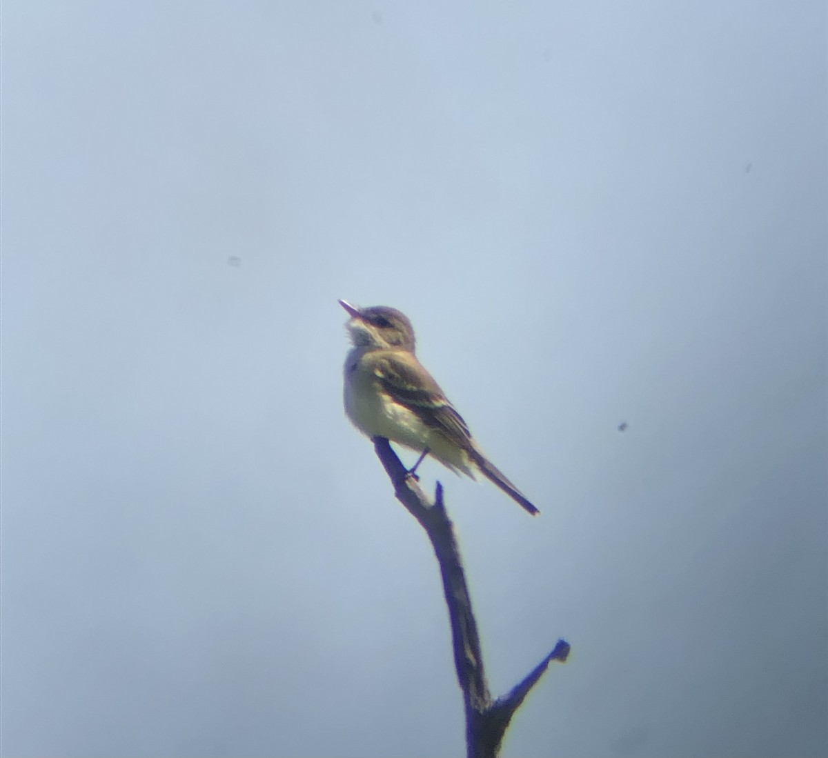 Willow Flycatcher - KZ F